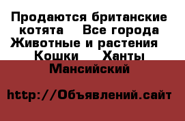 Продаются британские котята  - Все города Животные и растения » Кошки   . Ханты-Мансийский